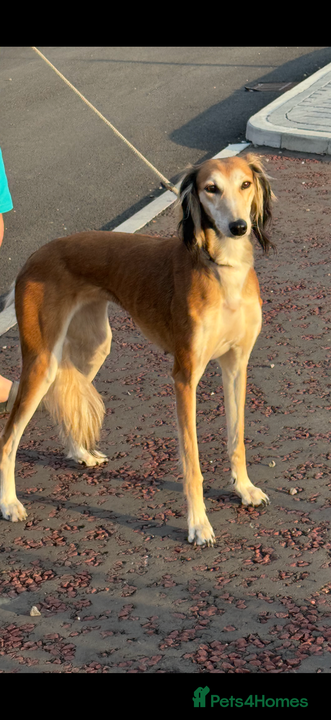 Saluki dogs for sale: Beautiful Saluki  - Image 16