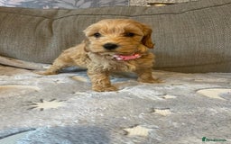 Cockapoo dogs for sale: Cockapoo puppies  - Image 4