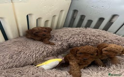 Cavapoo dogs for sale: 5⭐️⭐️⭐️⭐️⭐️F1b Curly Teddy Cavapoo’s DNA/heart  - Image 14