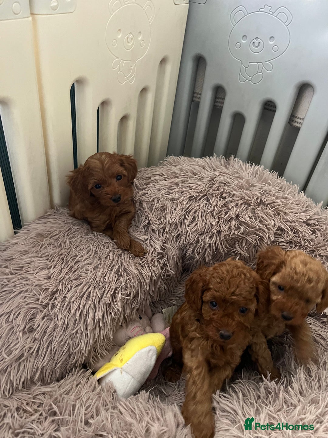 Cavapoo dogs for sale: 5⭐️⭐️⭐️⭐️⭐️F1b Curly Teddy Cavapoo’s DNA/heart  - Image 14