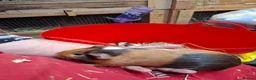 Guinea Pig rodents for sale: Baby guinea pigs for sale  - Advert 5