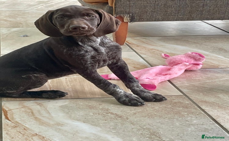 German Shorthaired Pointer dogs - Advert 1