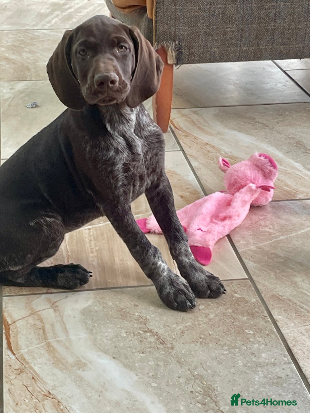 German Shorthaired Pointer dogs for sale: German shorthaired pointer boys and girls  - Image 1