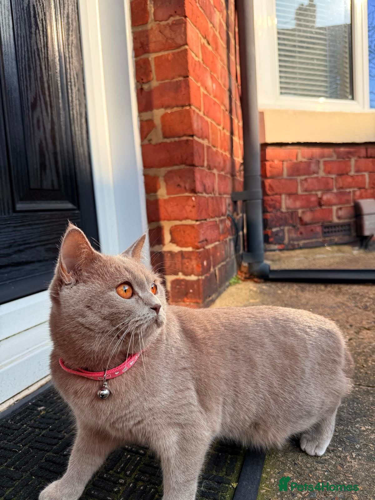 British Shorthair cats Looking for a new home. - Advert 1