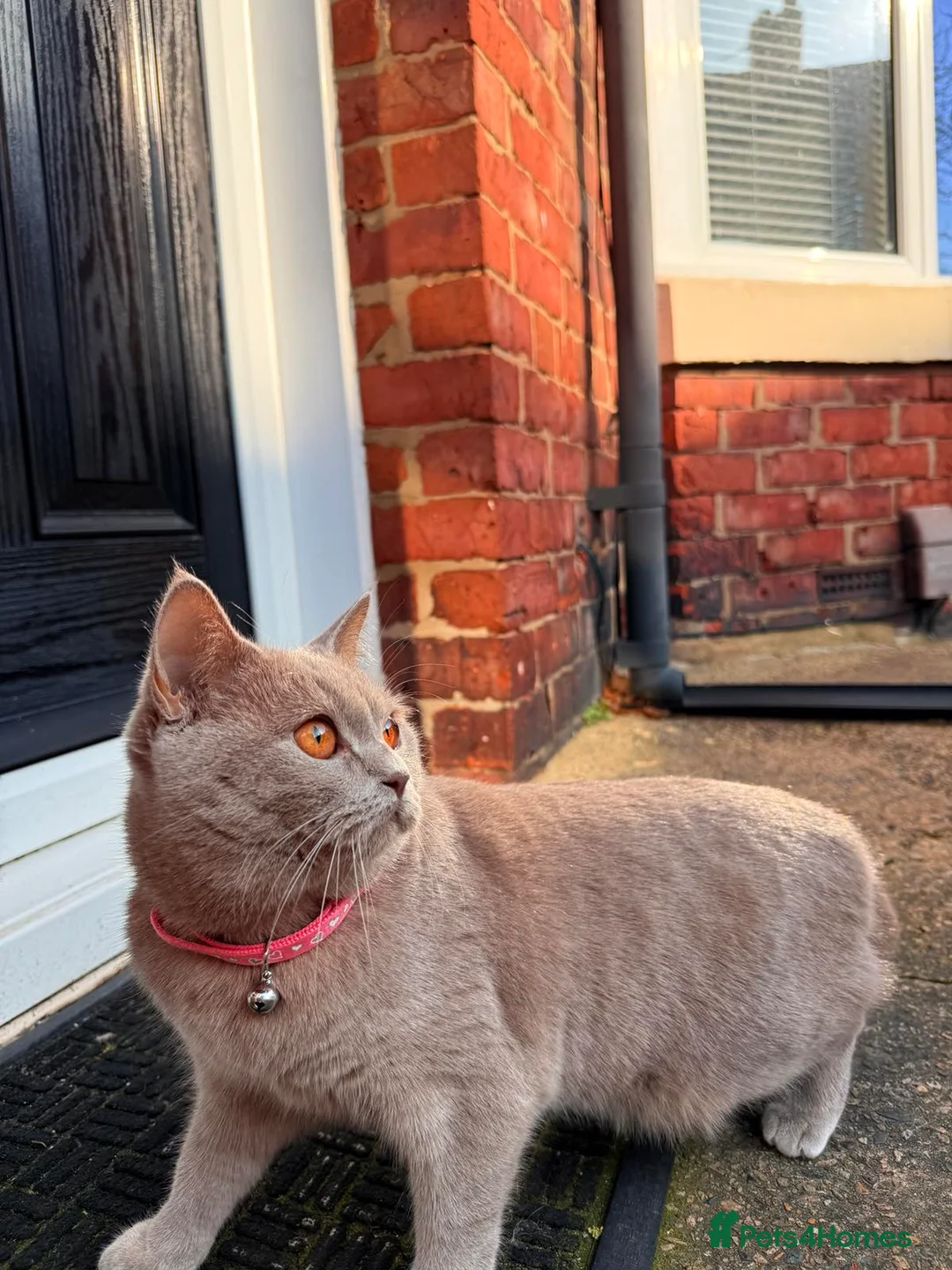 British Shorthair cats for sale: Looking for a new home. in South Shields - Advert 1