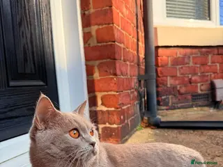 British Shorthair cats Looking for a new home. - Advert 2