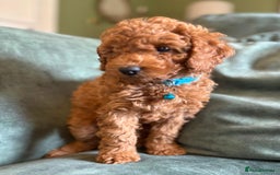 Cockapoo dogs for sale: Beautiful family of cockerpoos - Image 11