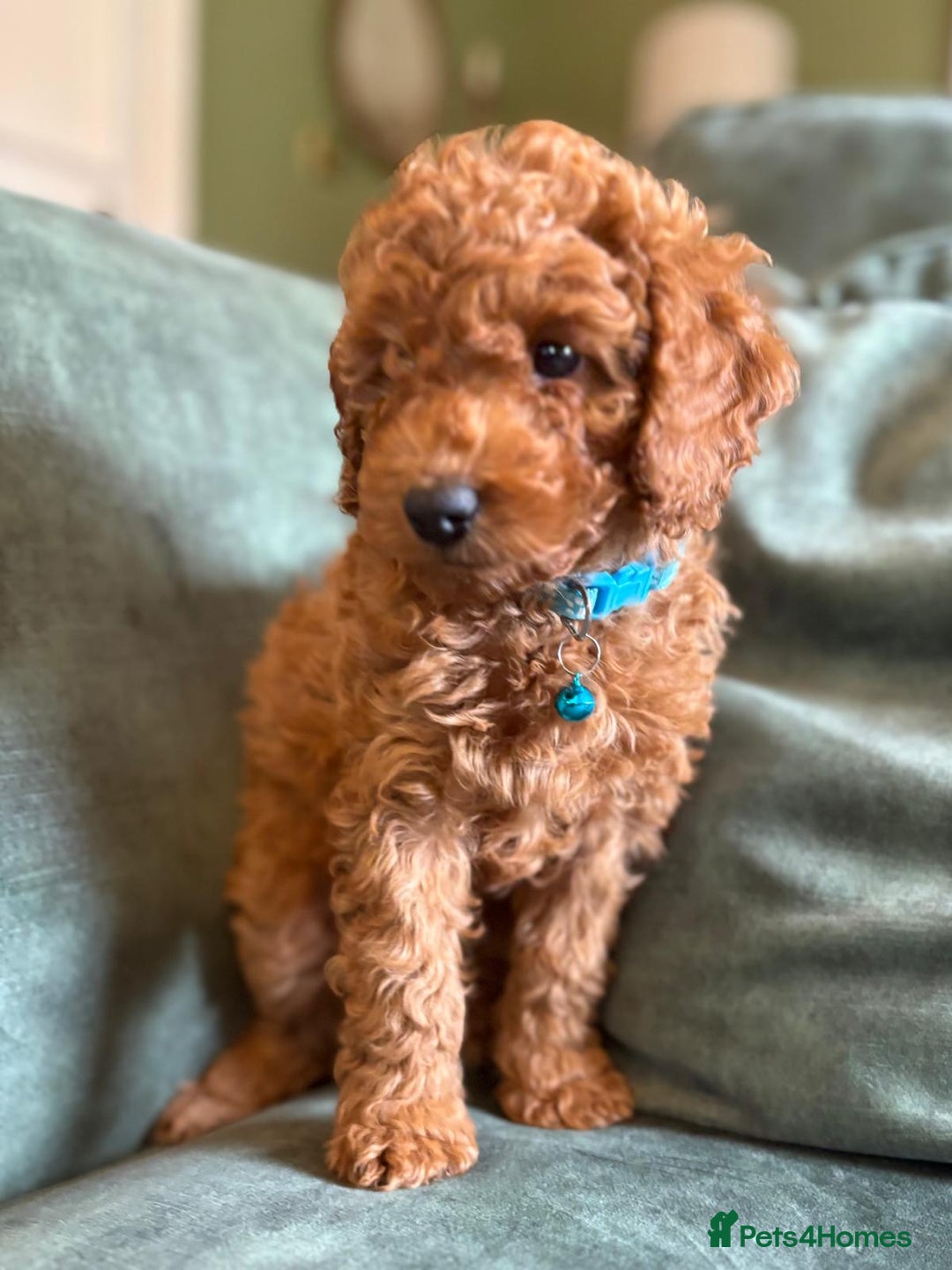 Cockapoo dogs for sale: Beautiful family of cockerpoos - Image 11