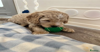 Cockapoo dogs - Advert 17