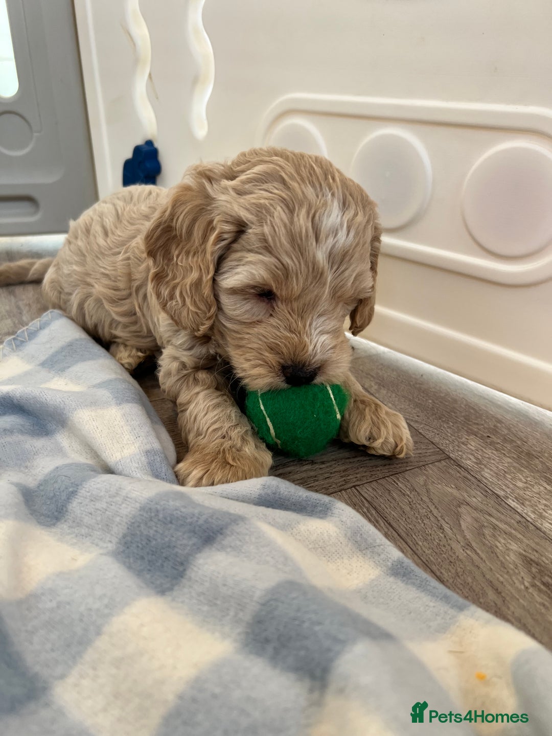 Cockapoo dogs for sale: F1 Cockapoo puppies  - Image 2