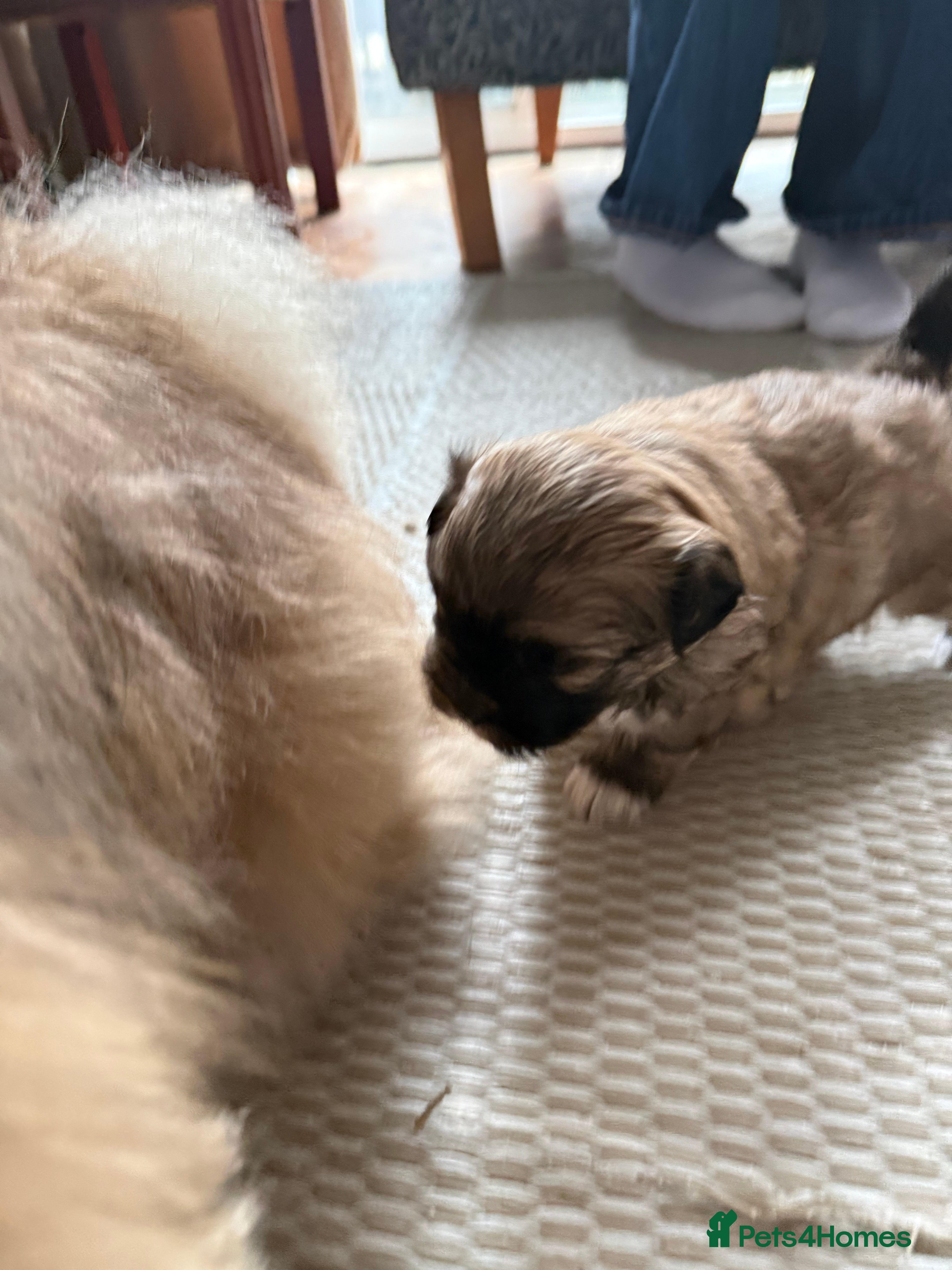 Mixed Breed dogs Peke'a'tease for sale. - Advert 16