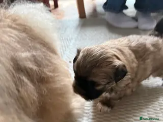 Mixed Breed dogs Peke'a'tease for sale. - Advert 16