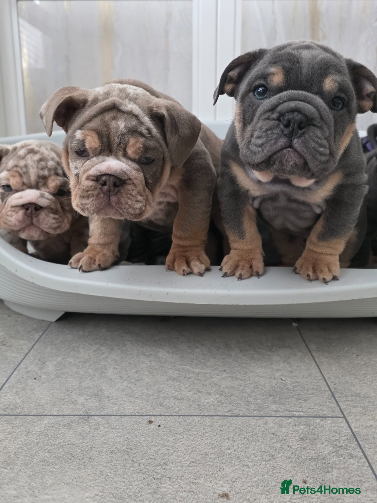 English Bulldog dogs british bulldog pups ready now  - Advert 1