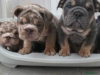 English Bulldog dogs british bulldog pups ready now - Advert 1