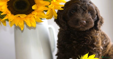 Cockapoo dogs - Advert 1