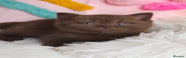 British Shorthair 7
