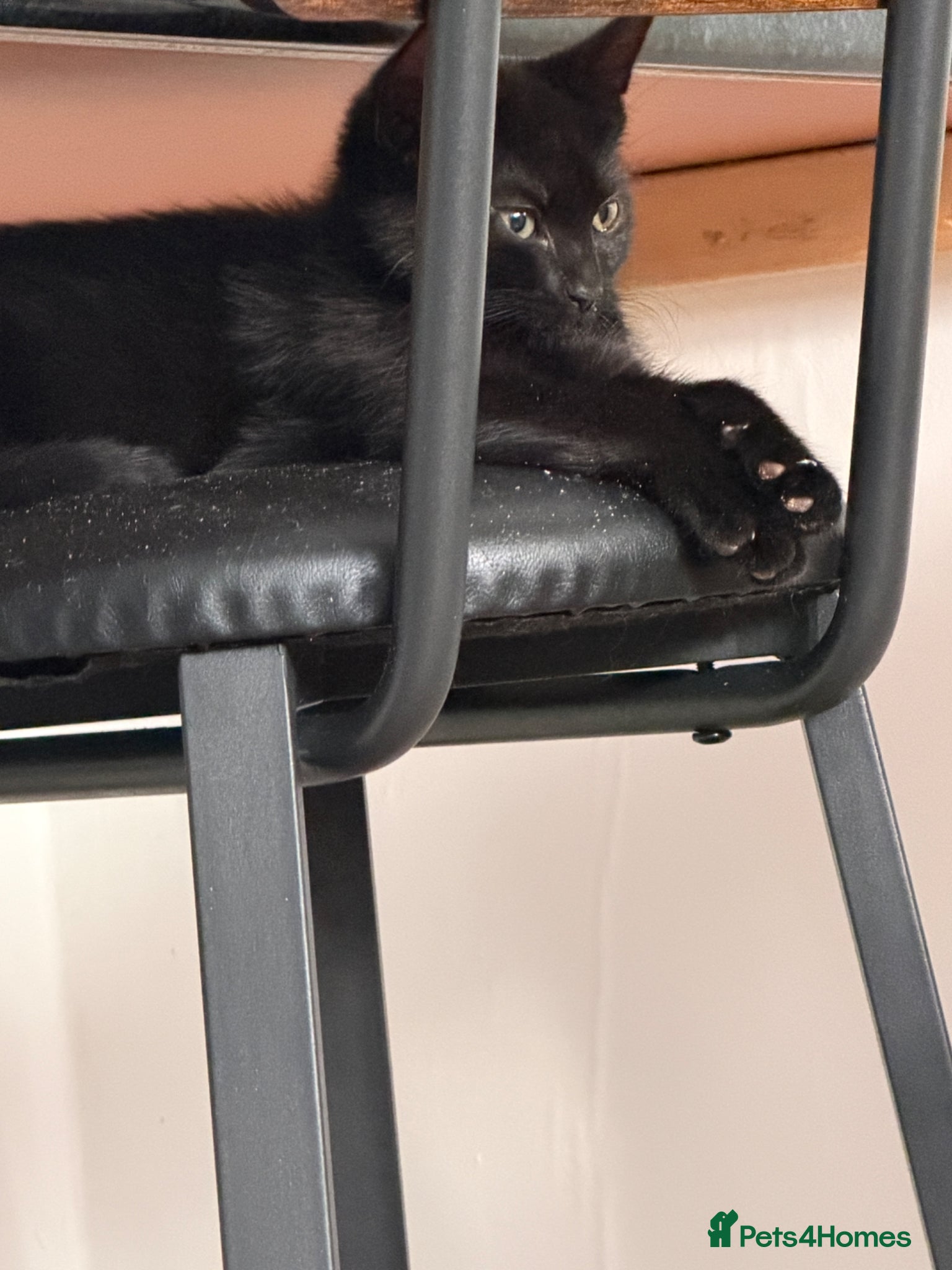 Domestic Shorthair Kitten 2