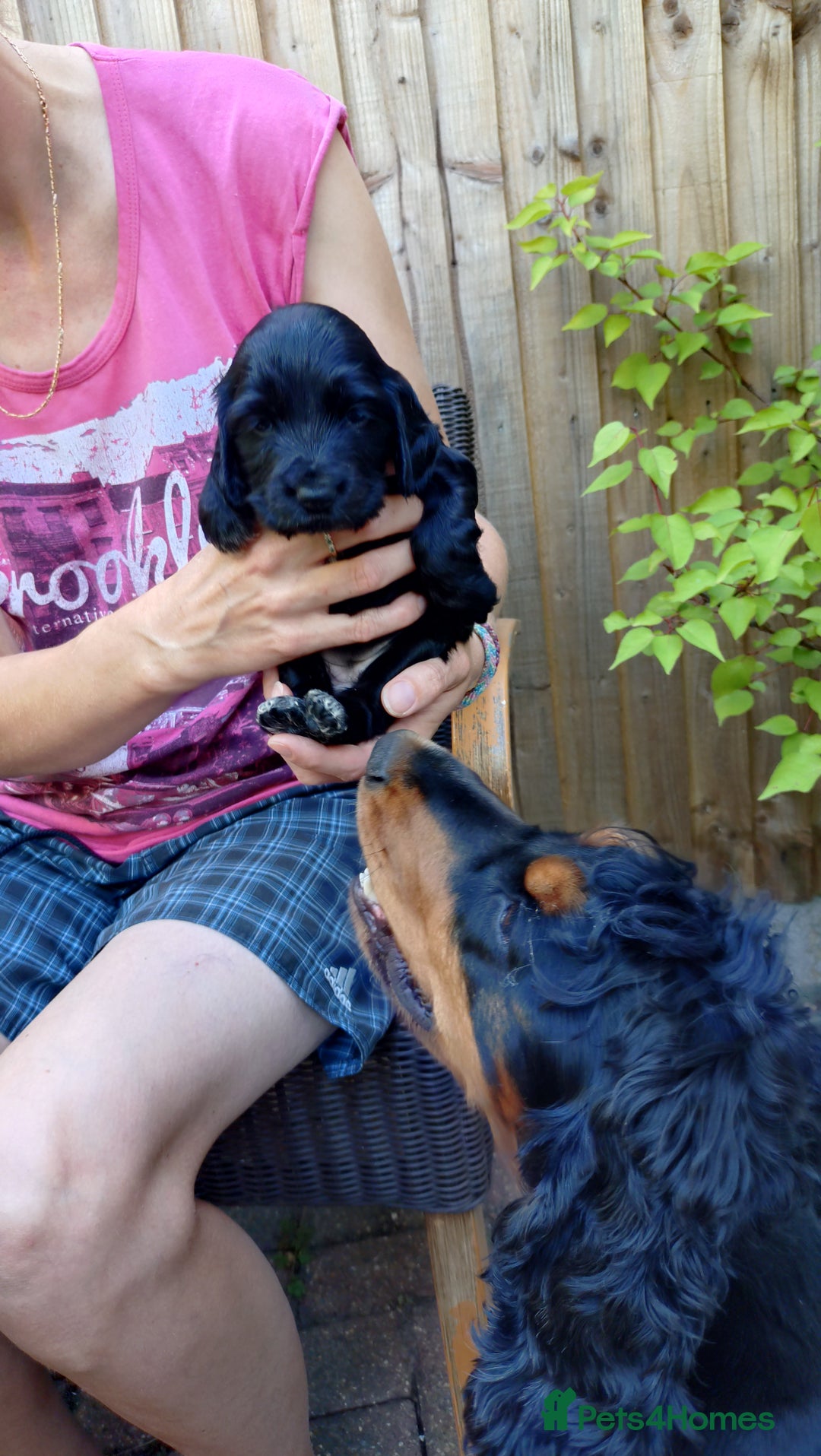 Cocker Spaniel dogs for sale: KC reg show cocker spaniel puppies - Image 18