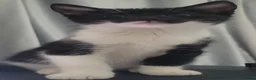 Domestic Shorthair cats for sale: Ready to Fly the Nest  - Advert 40