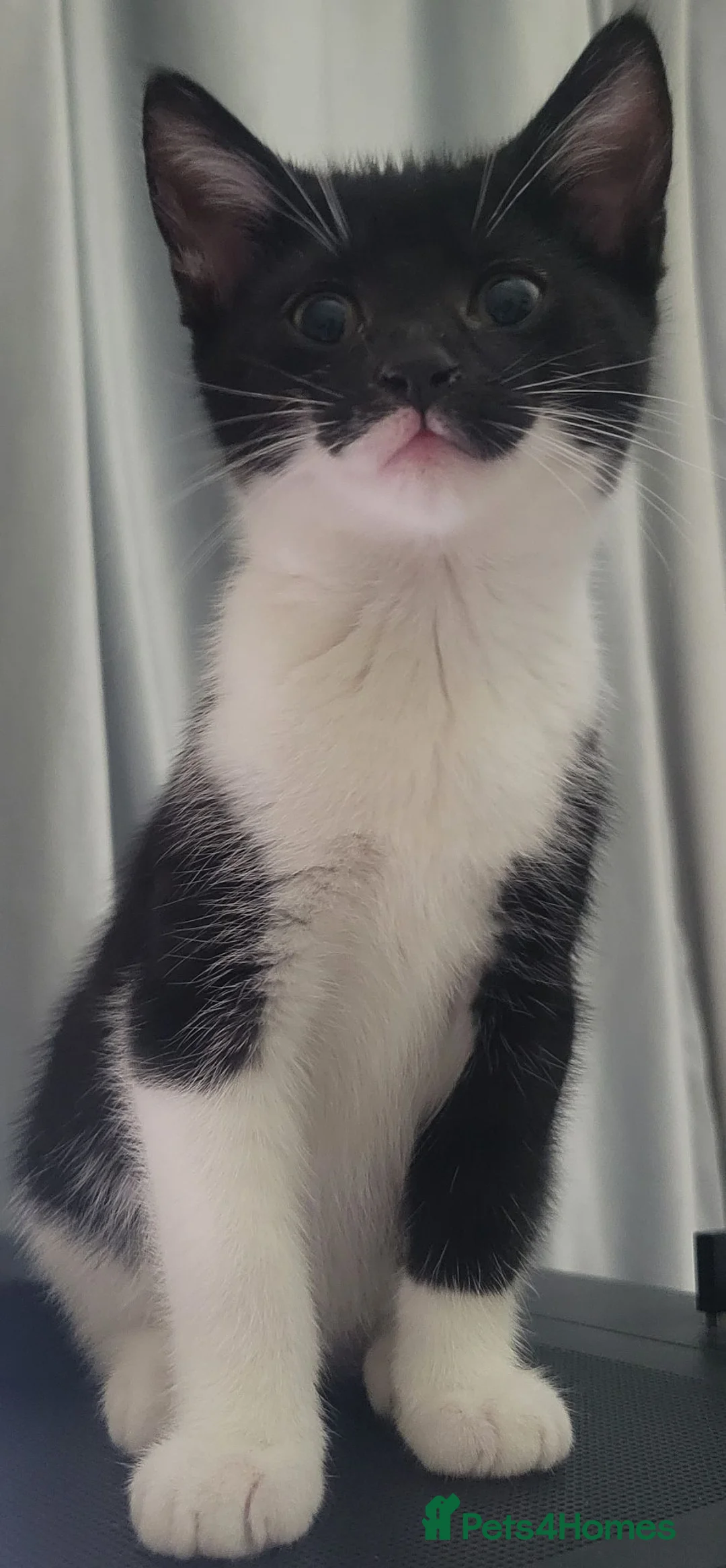 Domestic Shorthair cats for sale: Ready to Fly the Nest  - Advert 40