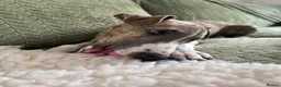 Whippet dogs for sale: 2 whippet boys💙 - Advert 3