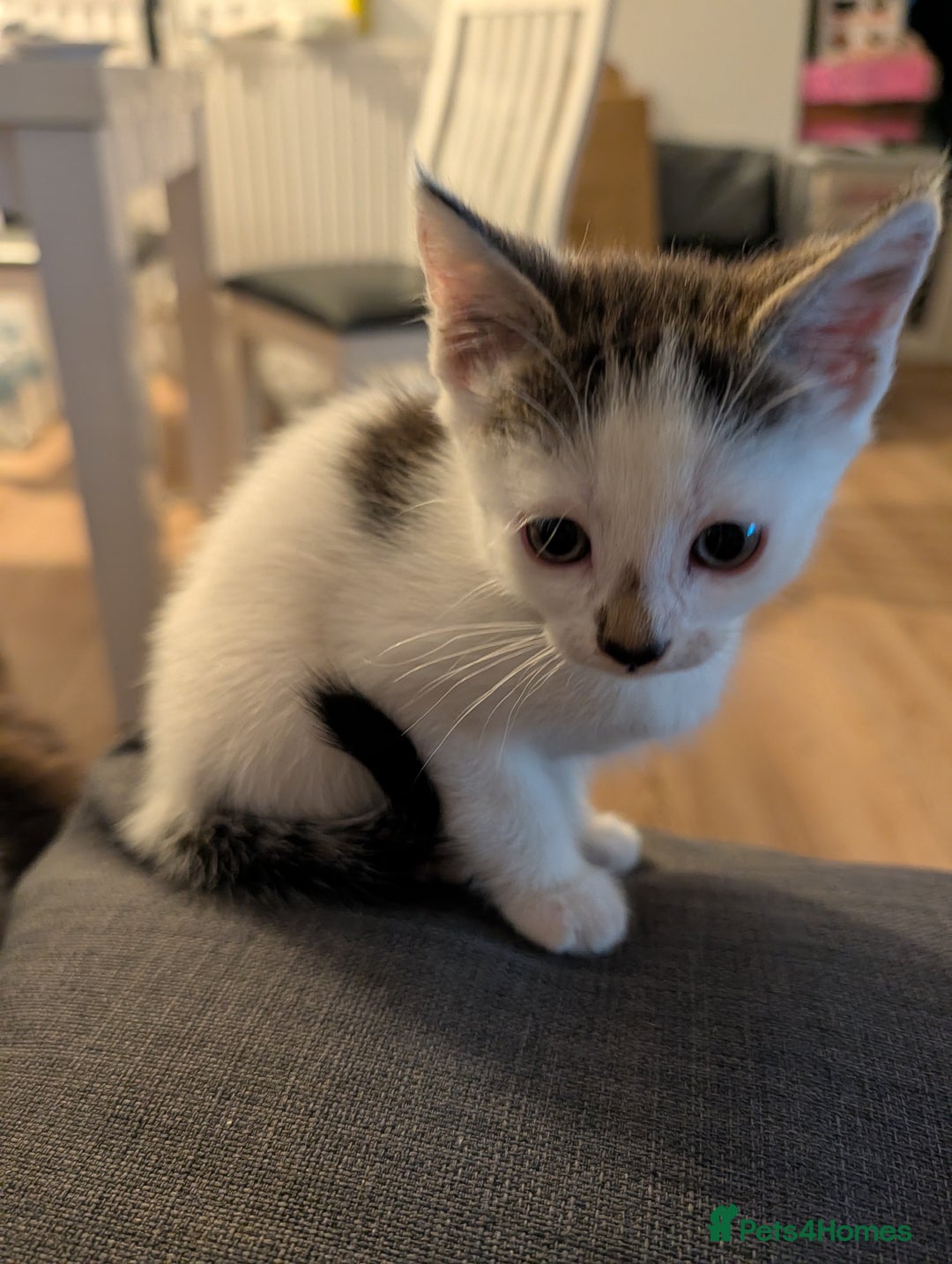 Mixed Breed cats for sale: Mix breed maine coon cross - Image 4
