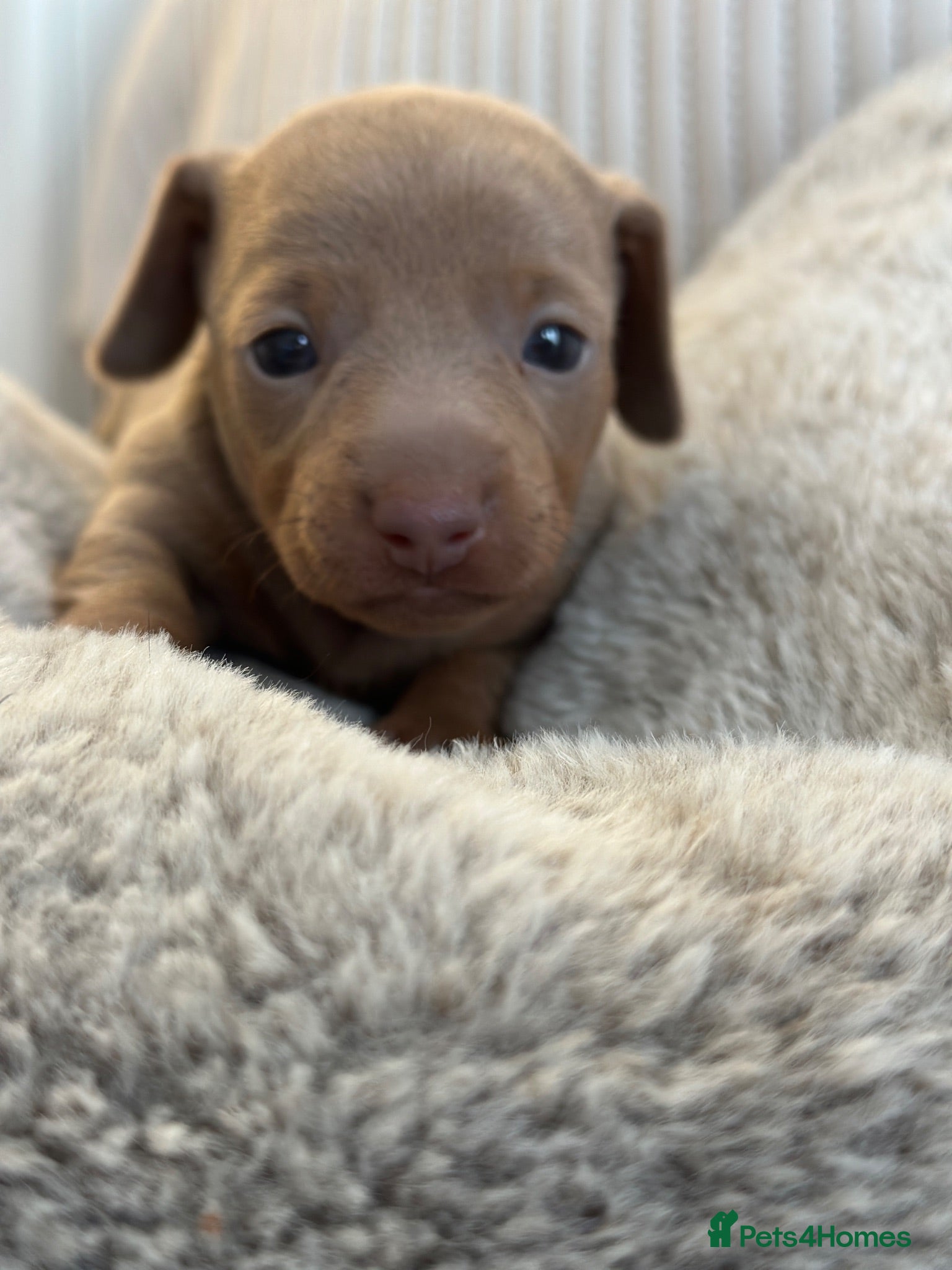 Miniature Dachshund dogs 🤍exceptional KC PRA clear🤍 - Advert 2