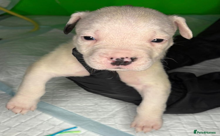 American Bulldog dogs - Advert 6