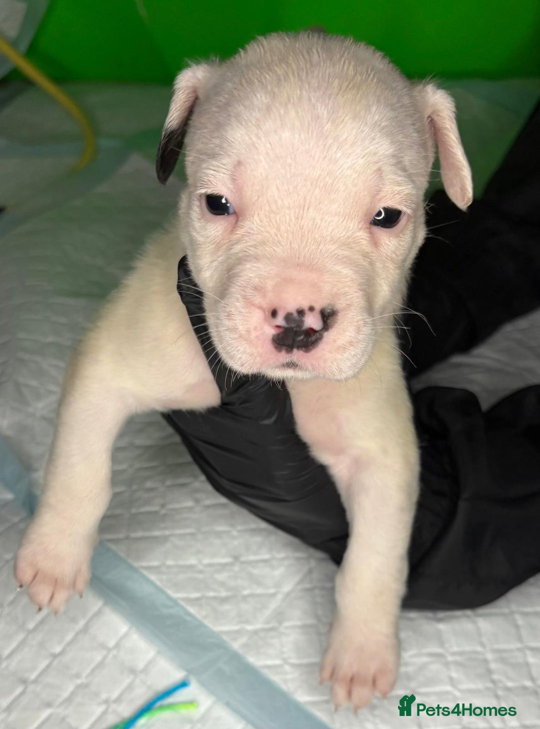 American Bulldog dogs for sale: American Bulldog - Image 1