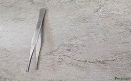 Corn Snake reptiles for sale: Male Corn Snake 2 Years - Image 5