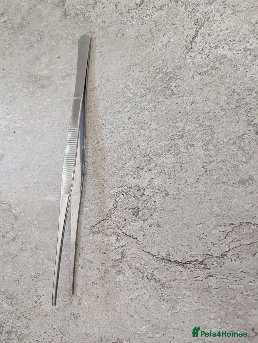 Corn Snake reptiles for sale: Male Corn Snake 2 Years - Image 5