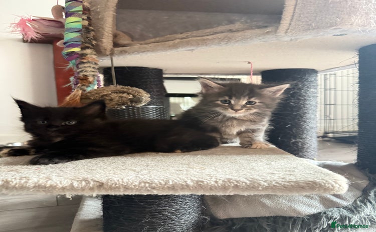 Maine Coon cats for sale - Advert 1