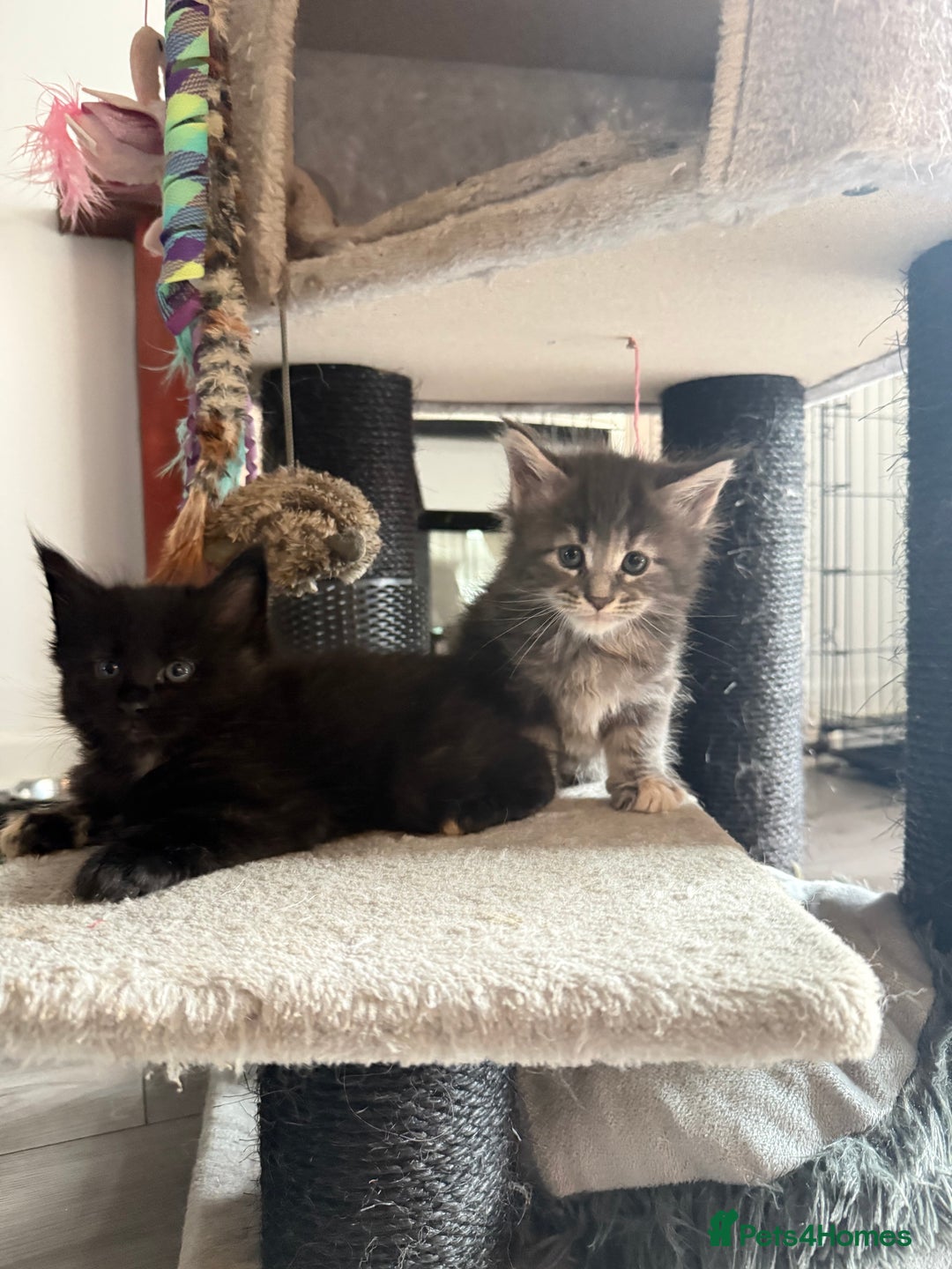 Maine Coon cats for sale:  Maine Coon Kittens Looking for Loving Homes 🐾 - Image 1