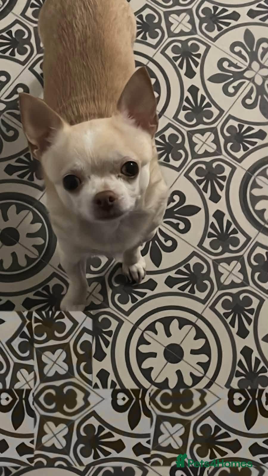 Chihuahua dogs 💙ARMANI & 💙GUCCI – TWO HEARTS ONE BOND - Advert 2