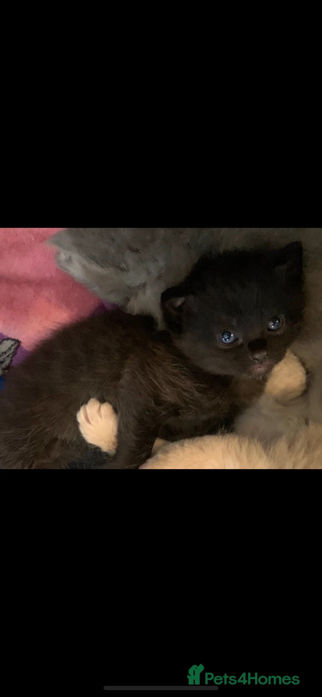 Russian Blue cats for sale: Litter of 4 mixed kittens  - Advert 1