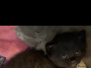 Russian Blue cats Litter of 4 mixed kittens - Advert 7