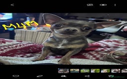 Chihuahua dogs for sale: Chihuahua puppies smooth coat - Image 14