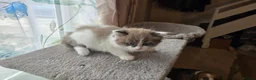 Ragdoll cats for sale: 🐱 Ragdoll Mix Kittens – Ready Soon! - Advert 10