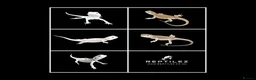 Bearded Dragon reptiles for sale: BEARDED DRAGONS - Advert 1