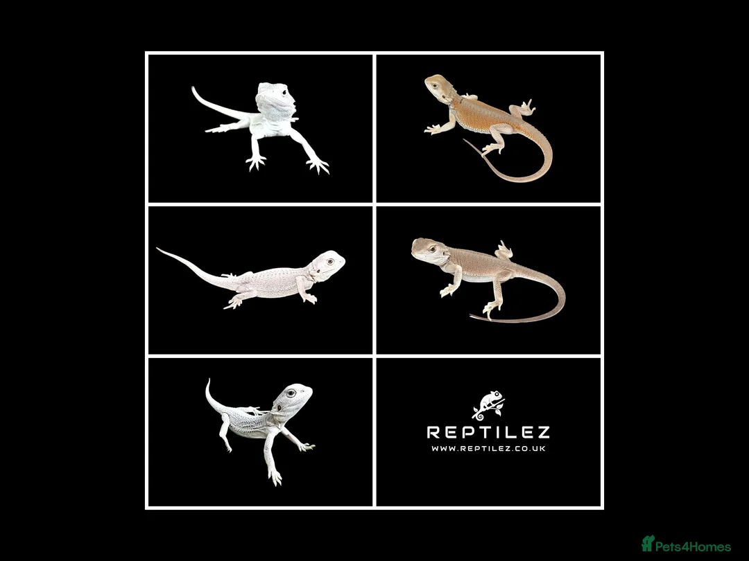 Bearded Dragon reptiles for sale: BEARDED DRAGONS - Advert 1