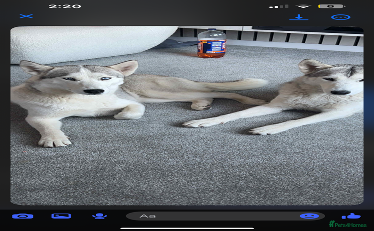 Siberian Husky dogs - Advert 1