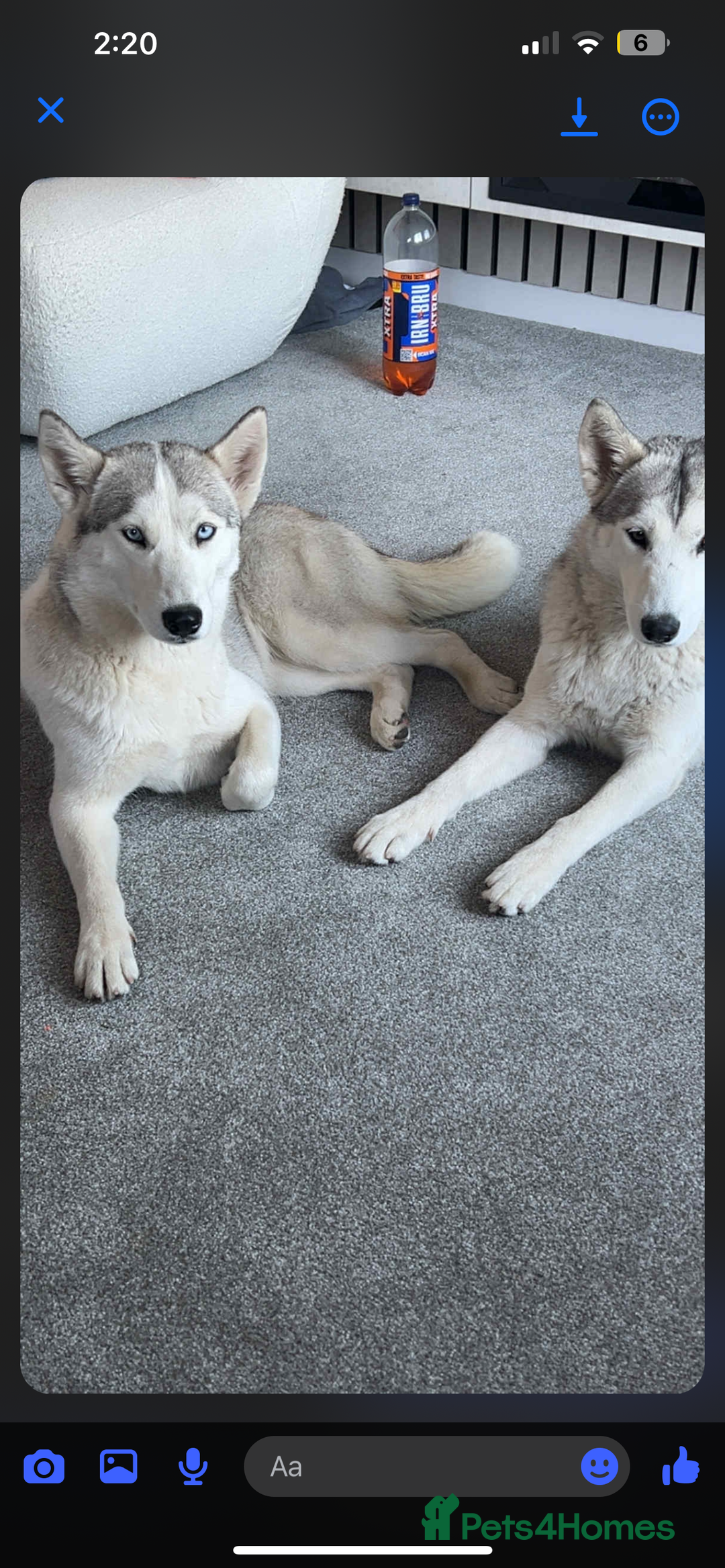 Siberian Husky dogs for sale: 2 husky sister just turned 1 - Image 1