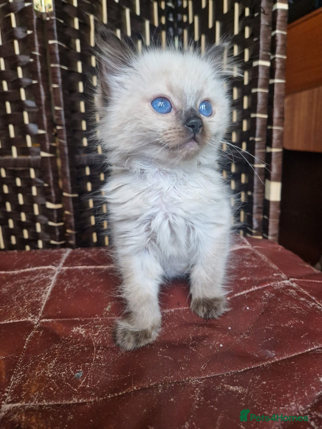 Ragdoll cats for sale: 1 sweet Ragdoll boy looks for a loving family  - Image 9