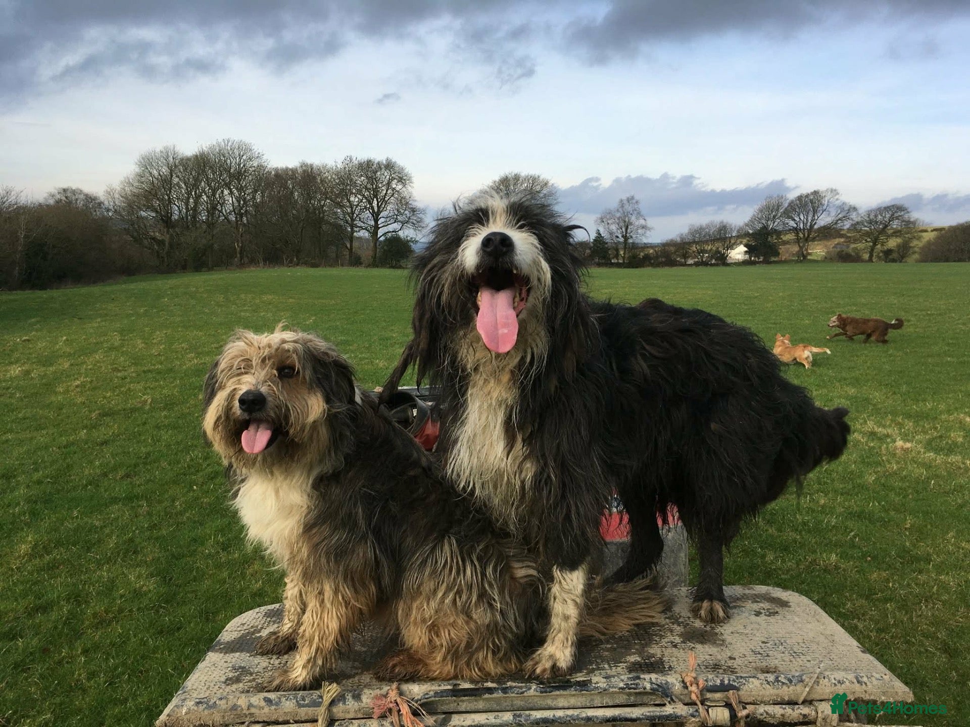 Bearded Collie dogs Beautiful bouncing Beardies  - Advert 10