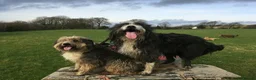 Bearded Collie dogs for sale: Beautiful bouncing Beardies  in Aberystwyth - Advert 1