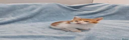 Mixed Breed cats for sale: 8 WEEKS OLD FLUFFY Kittens VIDEOS - Advert 11