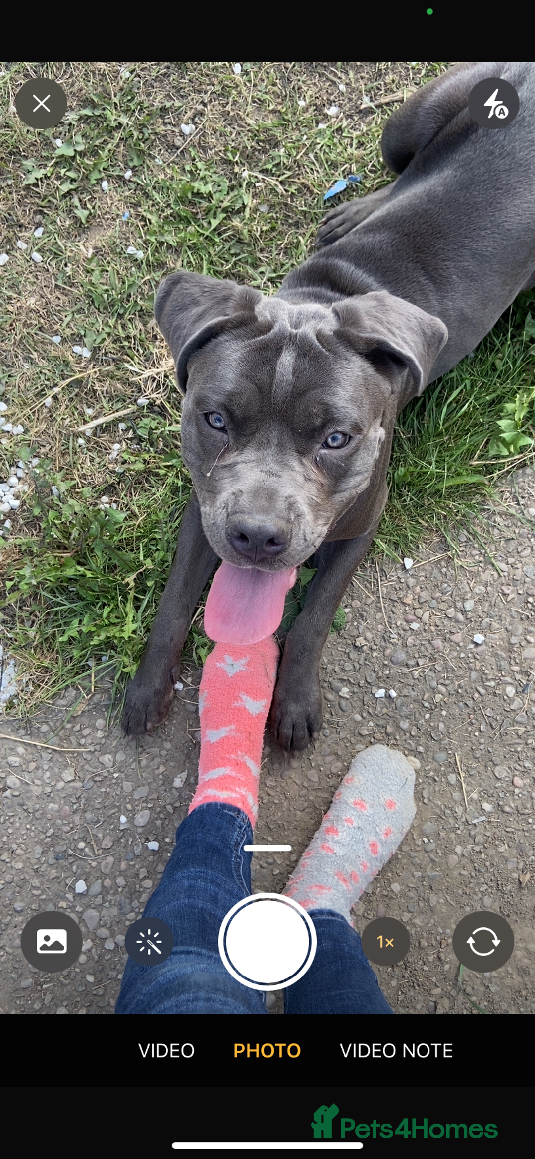 Cane Corso dogs for sale: Female 9 month old cane corso - Image 6