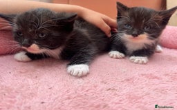 Mixed Breed cats for sale: Adorable ginger and black&white kittens  - Image 9