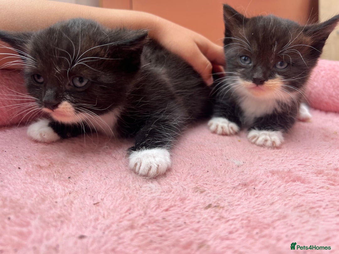 Mixed Breed cats for sale: Adorable ginger and black&white kittens  - Image 9