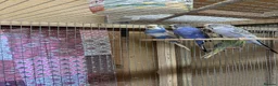 Budgerigars birds for sale: Colour and exhibition Budgies for sale - Advert 1